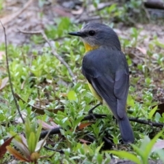 Eopsaltria australis (Eastern Yellow Robin) at Paddys River, ACT - 18 Nov 2019 by RodDeb