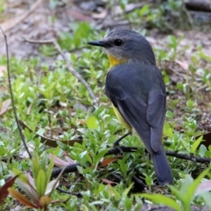 Eopsaltria australis at Paddys River, ACT - 18 Nov 2019