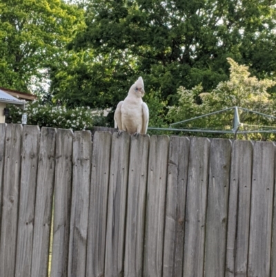 Cacatua sanguinea (Little Corella) at Moss Vale, NSW - 20 Nov 2019 by Margot