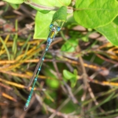 Austrolestes cingulatus (Metallic Ringtail) at Krawarree, NSW - 19 Nov 2019 by Harrisi