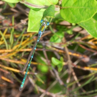 Austrolestes cingulatus (Metallic Ringtail) at Krawarree, NSW - 19 Nov 2019 by Harrisi