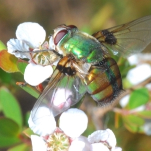 Rutilia (Chrysorutilia) formosa at Cotter River, ACT - 18 Nov 2019