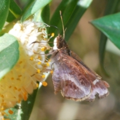 Toxidia doubledayi (Lilac Grass-skipper) at Farringdon, NSW - 19 Nov 2019 by Harrisi