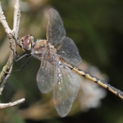 Hemicordulia tau (Tau Emerald) at ANBG - 13 Nov 2019 by TimL