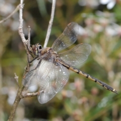 Hemicordulia tau at Acton, ACT - 13 Nov 2019