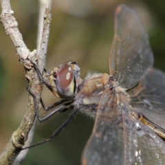 Hemicordulia tau at Acton, ACT - 13 Nov 2019