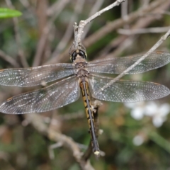 Hemicordulia tau at Acton, ACT - 13 Nov 2019