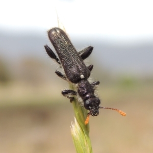 Eleale simplex at Tuggeranong DC, ACT - 2 Nov 2019 12:27 PM