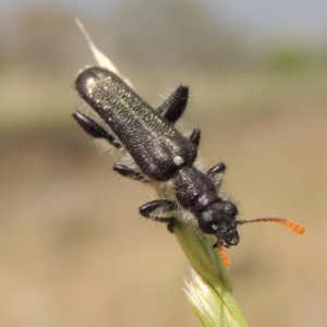 Eleale simplex at Tuggeranong DC, ACT - 2 Nov 2019 12:27 PM