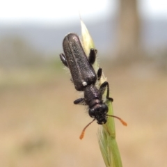 Eleale simplex at Tuggeranong DC, ACT - 2 Nov 2019 12:27 PM