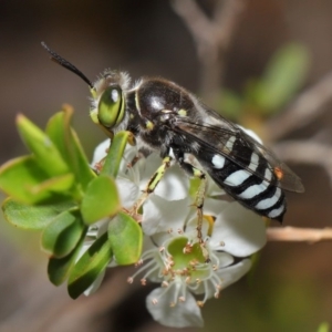 Bembix sp. (genus) at Acton, ACT - 20 Nov 2019 11:53 AM