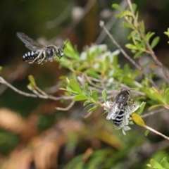 Bembix sp. (genus) at Acton, ACT - 20 Nov 2019 11:53 AM