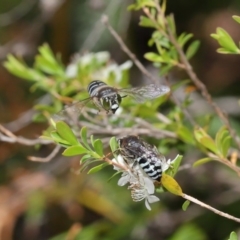 Bembix sp. (genus) at Acton, ACT - 20 Nov 2019 11:53 AM