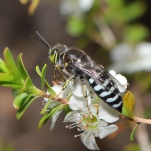 Bembix sp. (genus) at Acton, ACT - 20 Nov 2019 11:53 AM