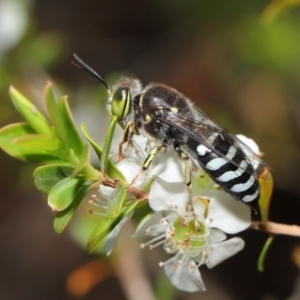 Bembix sp. (genus) at Acton, ACT - 20 Nov 2019 11:53 AM