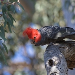 Callocephalon fimbriatum (Gang-gang Cockatoo) at Symonston, ACT - 20 Nov 2019 by Marthijn