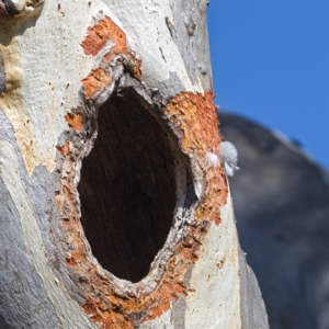 Callocephalon fimbriatum at Symonston, ACT - suppressed