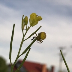 Lehtinelagia prasina at Crestwood, NSW - 14 Nov 2019 03:37 PM