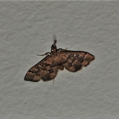 Nacoleia rhoeoalis (Spilomelinae) at Wanniassa, ACT - 20 Nov 2019 by JohnBundock