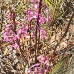 Dipodium roseum (Rosy Hyacinth Orchid) at Wingecarribee Local Government Area - 21 Nov 2019 by Charwood