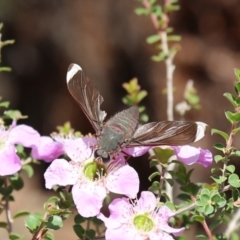 Comptosia stria (A bee fly) at Acton, ACT - 20 Nov 2019 by HelenCross