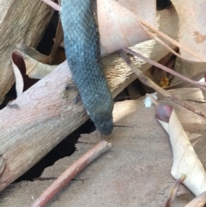 Pseudonaja textilis at Karabar, NSW - 21 Nov 2019 03:52 PM