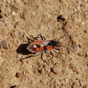 Melanerythrus mactans at Molonglo Valley, ACT - 10 Nov 2019