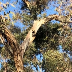 Callocephalon fimbriatum (Gang-gang Cockatoo) at Yarralumla, ACT - 21 Nov 2019 by Ratcliffe