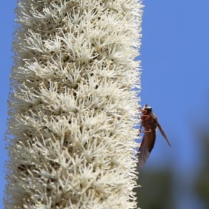 Comptosia sp. (genus) at Acton, ACT - 20 Nov 2019