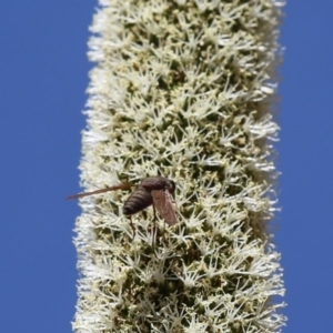 Comptosia sp. (genus) at Acton, ACT - 20 Nov 2019