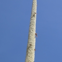 Comptosia (genus) at Acton, ACT - 20 Nov 2019 12:26 PM