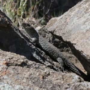 Egernia cunninghami at Chapman, ACT - 17 Nov 2019