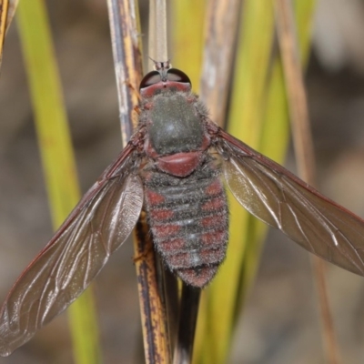 Comptosia insignis (A bee fly) at Acton, ACT - 17 Nov 2019 by TimL