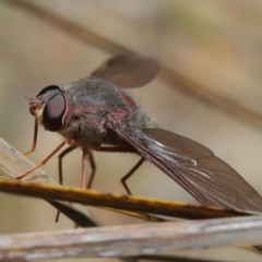 Comptosia insignis at Acton, ACT - 17 Nov 2019