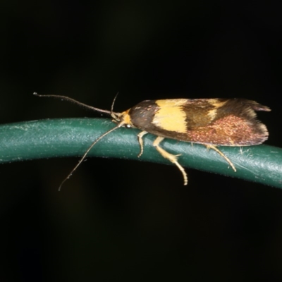 Enchronista proximella (A Concealer moth) at Rosedale, NSW - 15 Nov 2019 by jbromilow50