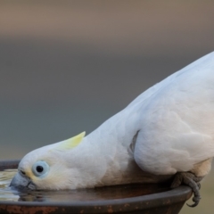 Cacatua galerita x tenuirostris/sanguinea (hybrid) at Symonston, ACT - 21 Nov 2019