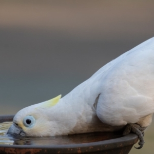 Cacatua galerita x tenuirostris/sanguinea (hybrid) at Symonston, ACT - 21 Nov 2019 06:01 PM