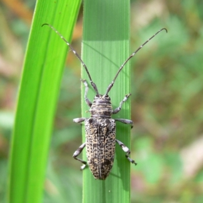 Disterna sp. (genus) (Longhorn beetle) at Potato Point, NSW - 21 Jan 2009 by HarveyPerkins