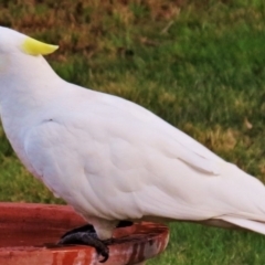 Cacatua galerita x tenuirostris/sanguinea (hybrid) (Sulphur-crested Cockatoo x Long-billed/Little Corella (Hybrid)) at Wanniassa, ACT - 18 Oct 2012 by JohnBundock