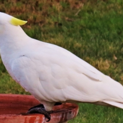 Cacatua galerita x tenuirostris/sanguinea (hybrid) (Sulphur-crested Cockatoo x Long-billed/Little Corella (Hybrid)) at Wanniassa, ACT - 18 Oct 2012 by JohnBundock