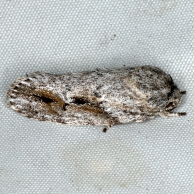 Agriophara confertella (A Flat-bodied moth (Depressidae) at Rosedale, NSW - 15 Nov 2019 by jb2602