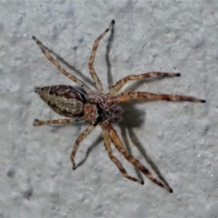 Helpis minitabunda (Threatening jumping spider) at Kambah, ACT - 21 Nov 2019 by HarveyPerkins