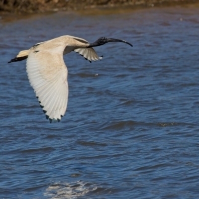 Threskiornis molucca (Australian White Ibis) at West Belconnen Pond - 18 Nov 2019 by Alison Milton