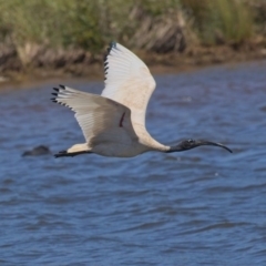 Threskiornis molucca at Dunlop, ACT - 19 Nov 2019 10:42 AM