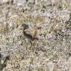 Anthus australis (Australian Pipit) at West Belconnen Pond - 19 Nov 2019 by Alison Milton