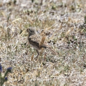 Anthus australis at Dunlop, ACT - 19 Nov 2019