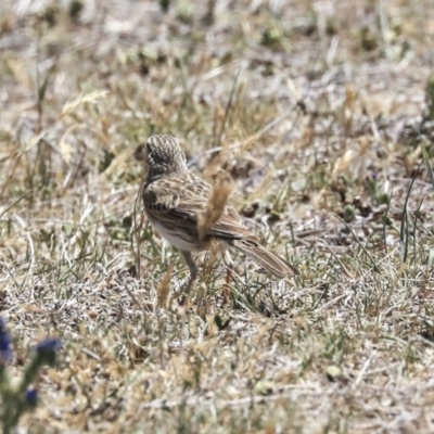 Anthus australis (Australian Pipit) at Dunlop, ACT - 19 Nov 2019 by AlisonMilton