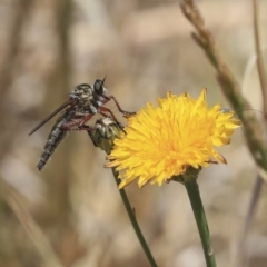 Zosteria sp. (genus) (Common brown robber fly) at West Belconnen Pond - 19 Nov 2019 by AlisonMilton