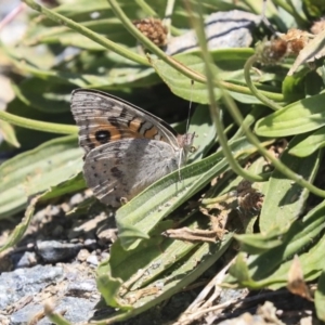 Junonia villida at Wallaroo, NSW - 19 Nov 2019 12:02 PM