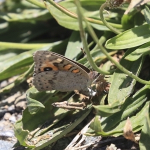 Junonia villida at Wallaroo, NSW - 19 Nov 2019